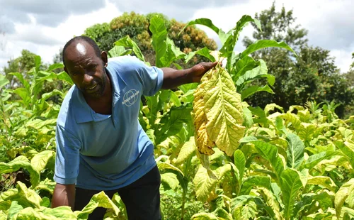 Tobacco Bill reignites county-national row over business licences