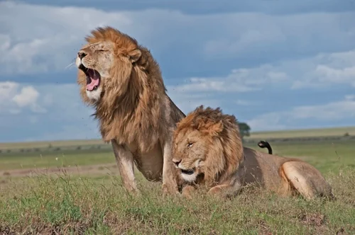 Why I&M Bank's Lion's Den Stands Apart in East Africa's Entrepreneurship Landscape