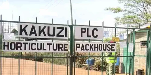 Kakuzi steps up AI adoption across its operations