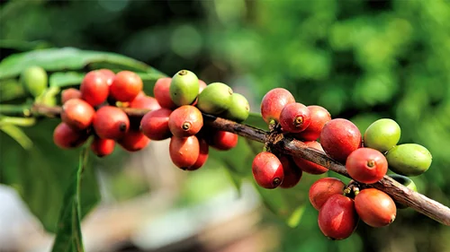 Electricity Transforms Sorwot Coffee Society, Boosts Production And Jobs
