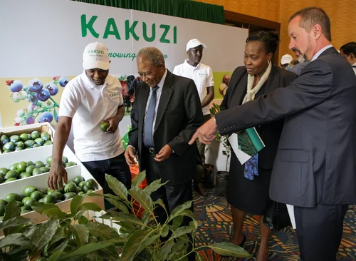 Kakuzi Plc H1 Pre-Tax Profit Drops 97.6% to KSh 10.4 Million on Geopolitical Instability Jitters