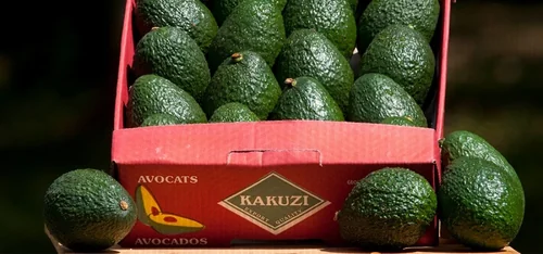 Kakuzi H1 Profit Plunges 98% as Export Crops Falter | The Kenyan Wallstreet
