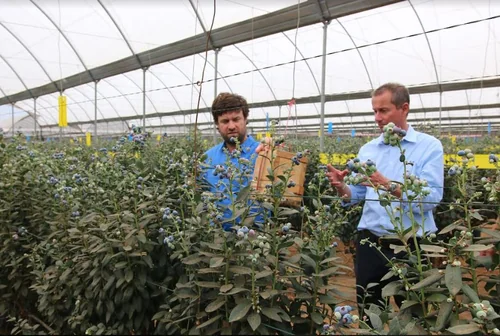 Kakuzi Plc Goes Full Scale on Blueberries With New 30-acre Greenhouse