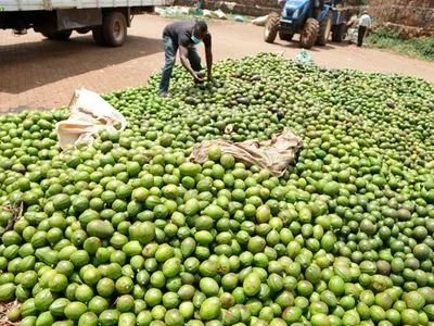 Juja’s avocado exporter Karakuta eyes NSE listing