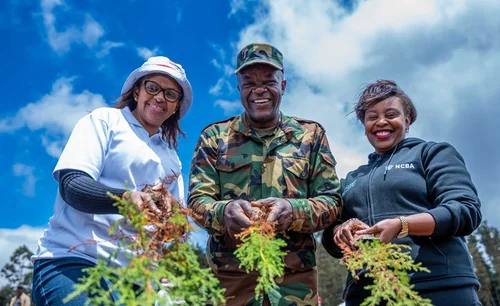 Swissport Kenya and NCBA Partner To Grow 10,000 Trees in Kiambu Forest Restoration Drive